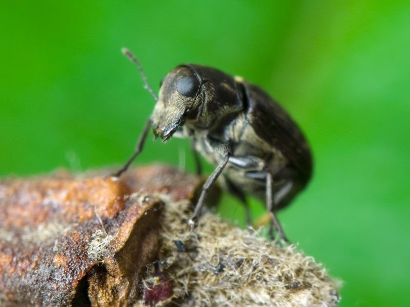 Rhaphitropis marchica (Herbst, 1797)